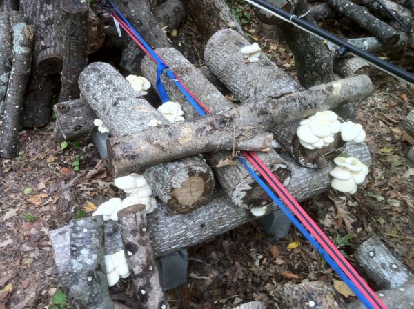 mushrooms on logs