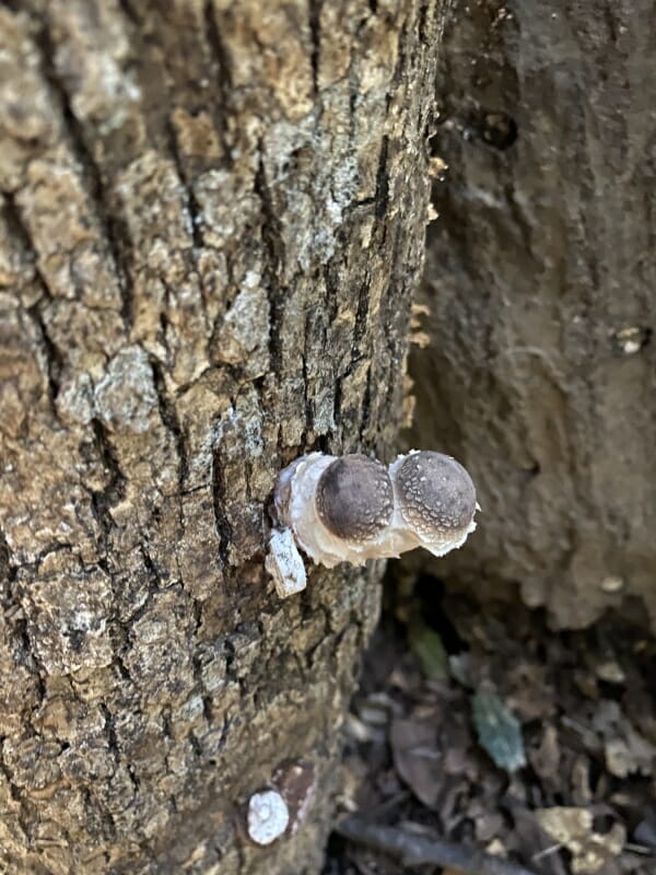 shiitake logs