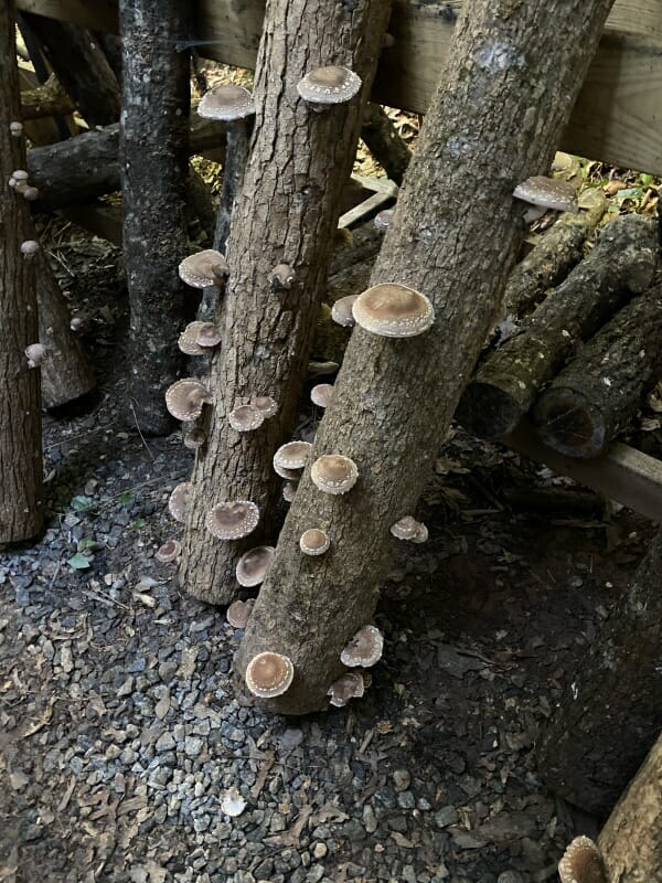 shiitake logs