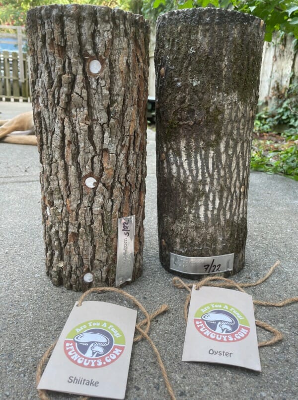 Mushroom Log Duo without tags