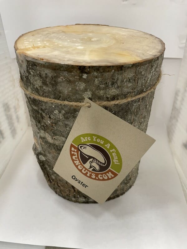 stumpy log oyster