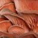 Mushrooms will save the world!