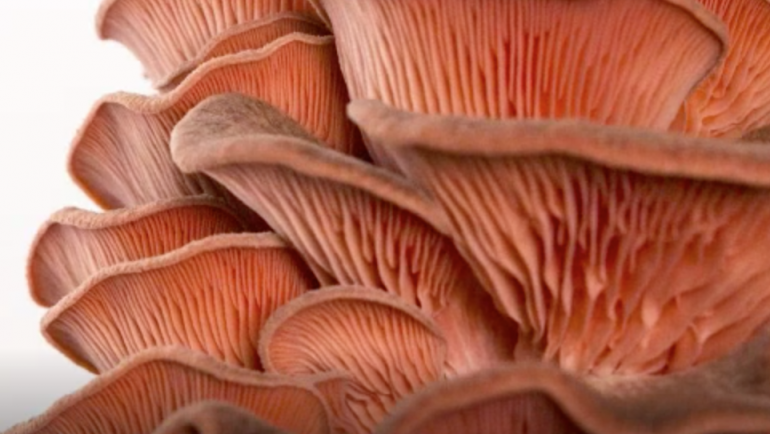 Mushrooms will save the world!