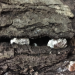 What does “pinning” look like on my mushroom log?