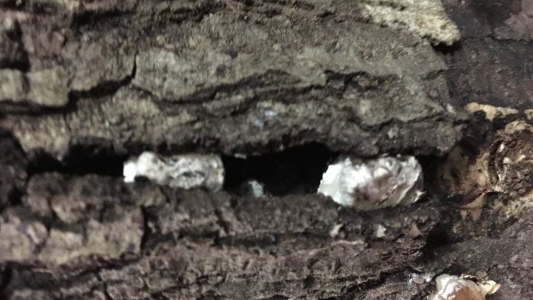 What does “pinning” look like on my mushroom log?