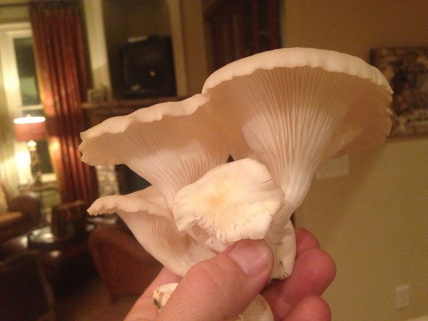 fatboy mushrooms