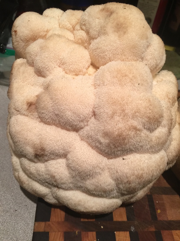 Lion's Mane plug spawn