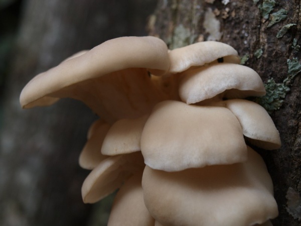 mushrooms on a tree